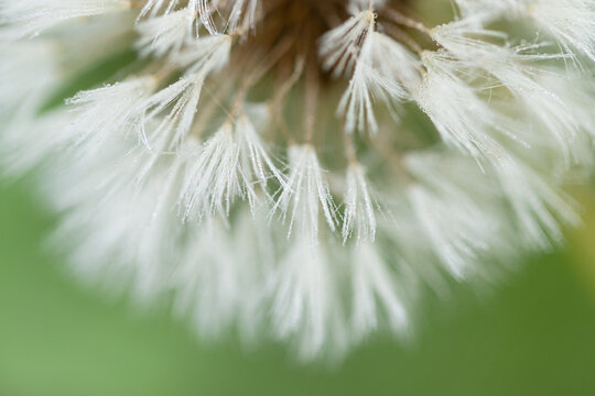 Close UP Wildflower Dandelion Bloom in Smoky Mountains National Park During Spring Season