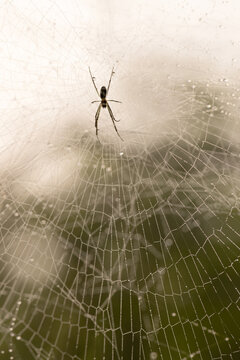 Spider Builds Web in Morning Sunlight in Smoky Mountains National Park During Summer Vertical