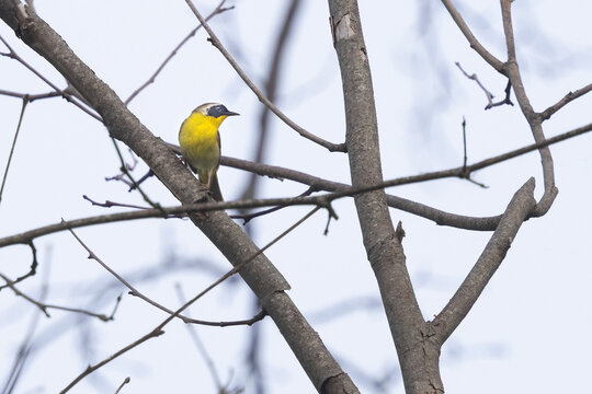Yellow Breasted Chat Bird Perched on a Branch in Smoky Mountains National Park During Early Morning Light