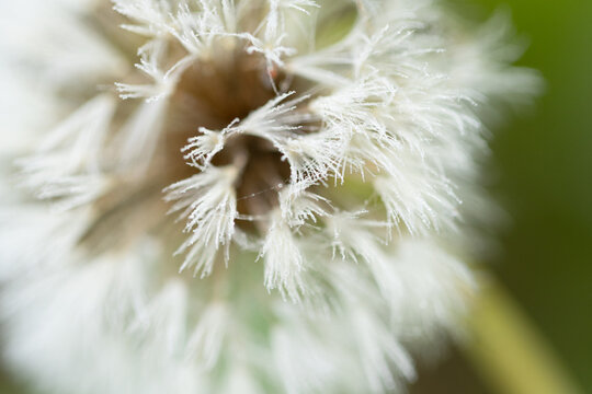 Wildflowers Bloom in Smoky Mountains National Park Featuring Dandelion Seeds During Springtime Growth