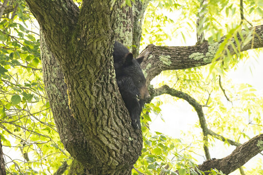 Black Bear Mother and Cub Resting Alone in a Tree During the Day in a Lush Forested Area