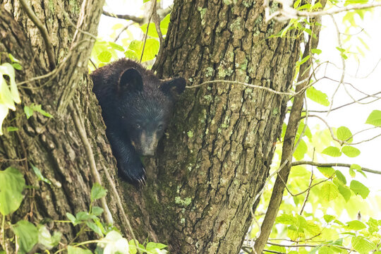 Black Bear Cub Rests Alone on a Tree On Branches in a Natural Setting in Cades Cove in Smoky Mountains National Park