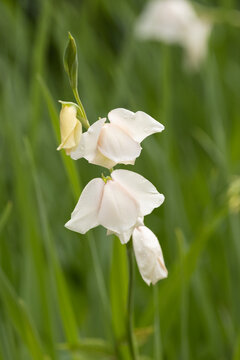 Wildflowers Grow in Smoky Mountains National Park With Gladiola Blooming in the Sunlight During Springtime