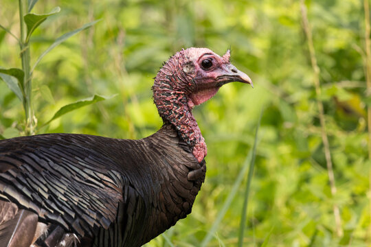 Wild Turkey Bird Seen in Cades Cove, Smoky Mountains National Park During Early Morning Hours