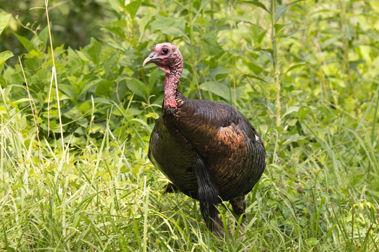 Wild Turkey Stands Among Tall Grass in Cades Cove During a Sunny Afternoon in Smoky Mountains National Park
