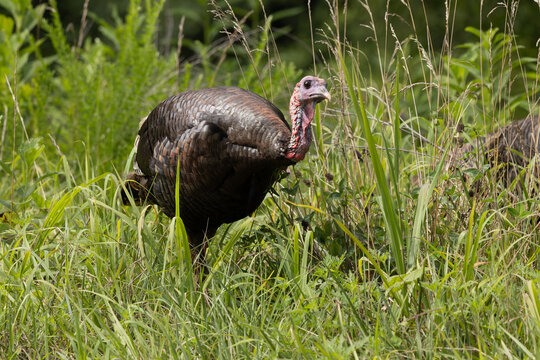 Wild Turkey Foraging in Cades Cove Area of Smoky Mountains National Park During Daytime Hours