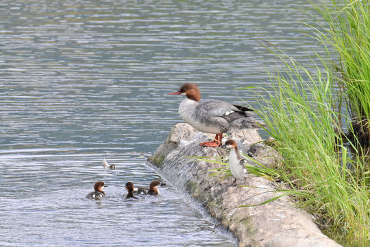 A Common Merganser (Mergus merganser) leads her ducklings up onto a log in Potter Marsh in Anchorage, Alaska.