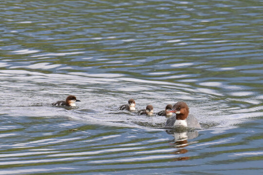 A Common Merganser (Mergus merganser) leads her ducklings across Potter Marsh in Anchorage, Alaska.