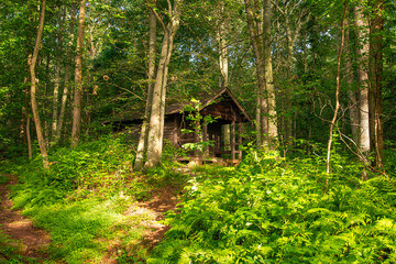 Obraz premium Boone Trail at French Creek State Park