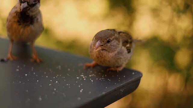 Sparrows eating crumbs close-u
