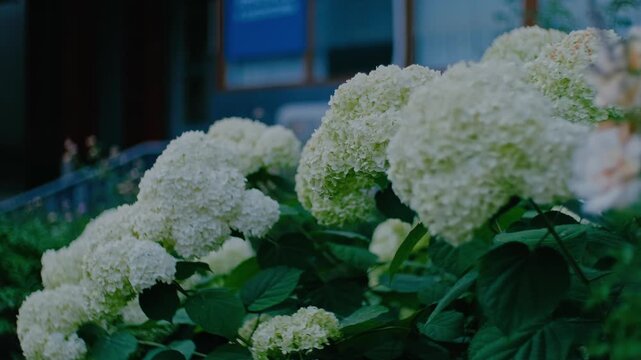 Lush Annabelle Smooth Hydrangea Blossoms in Summer