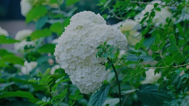Lush Annabelle Smooth Hydrangea Blossoms in Summer