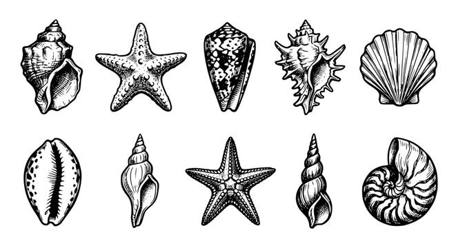 seashell clipart, starfish vector, black white marine icons, conch shell illustration, scallop and oyster line art, tropical seashell collection, monochrome ocean life, vintage nautical vector, beach 