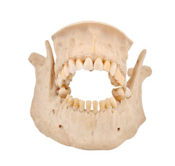 Human skull with open jaw showing teeth. © vetkit