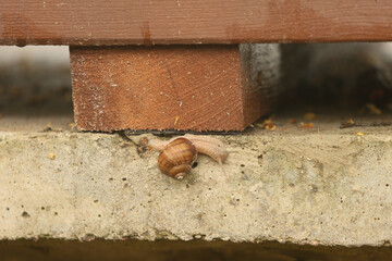 Snail crawling outdoors on a rainy day, close-up of a small mollusk in its natural environment © sociopat_empat