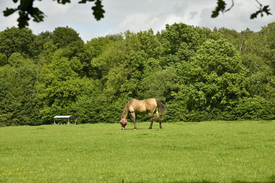 Cheval solitaire broutant l'herbe pr&egrave;s d'un bois &agrave; Genappe (Nivelles)