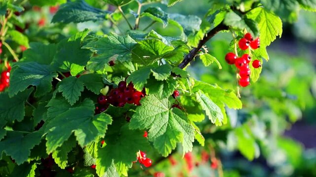 Ripe red currants stand out brightly on bush branches among thick green leaves in a summer garden. Rich farm harvest of berries during ripening in the sun. Gardening, growing organic fruits and health