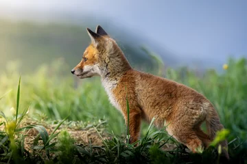 red fox cub standing alert in meadow © taviphoto