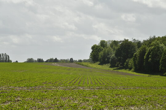 Prairie le long d'une for&ecirc;t de feuillus au printemps &agrave; Genappe (Nivelles)