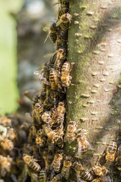 Honeybee Swarm on Tree Trunk During Summer Swarming