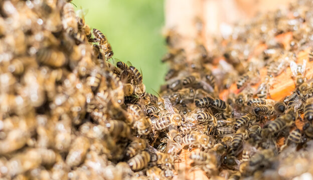 Honeybee Swarm on Tree Trunk During Summer Swarming