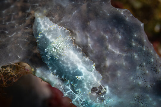 nudibranch, Leyte, The Philippines
