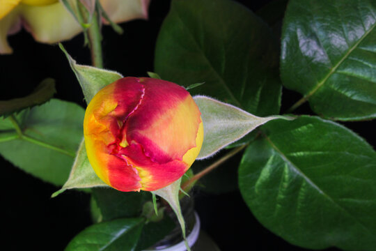 Rose Bud Mandala 01