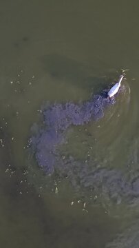 Top-Down Drone View of White Horse Walking Through Shallow Lagoon