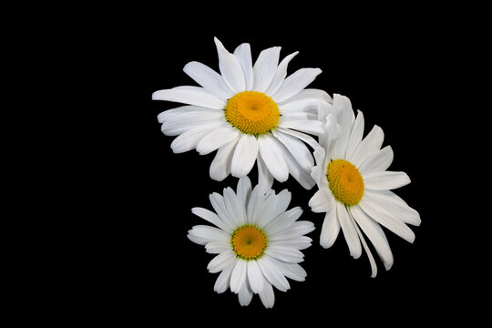 Oxeye Daisy Trio 04