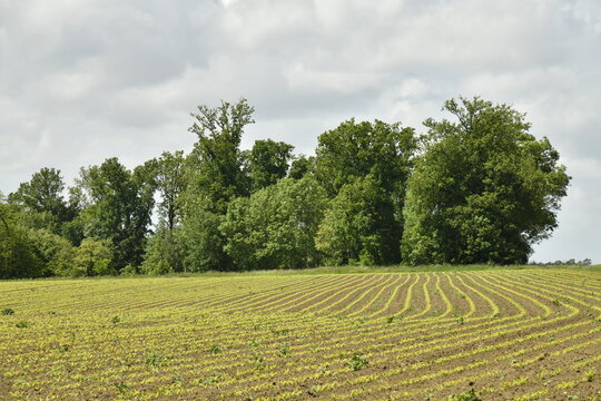Bois au bout d'un champ lign&eacute; &agrave; Genappe (Nivelles)