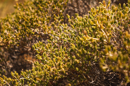 close-up of Mediterranean shrubs during the summer season