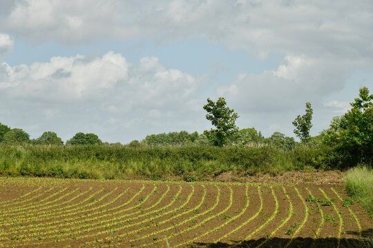 Lignes parall&egrave;les de plantes sortant &agrave; peine de terre d'un champ &agrave; Genappe (Nivelles)