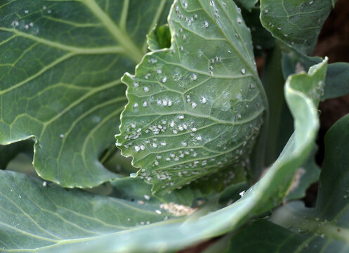Cabbage whitefly  (Aleyrodes proletella) on the plant