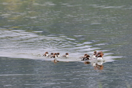 A Common Merganser (Mergus merganser) leads her ducklings across Potter Marsh in Anchorage, Alaska.