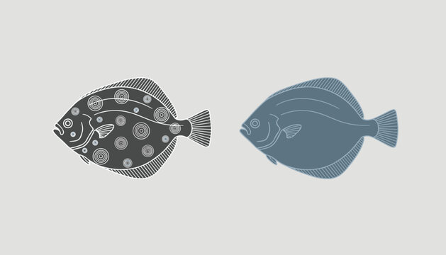 Detailed side-by-side vector drawings of a flatfish or flounder, one with circular patterns and one in solid grey.