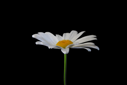 Oxeye Daisy Flower 01