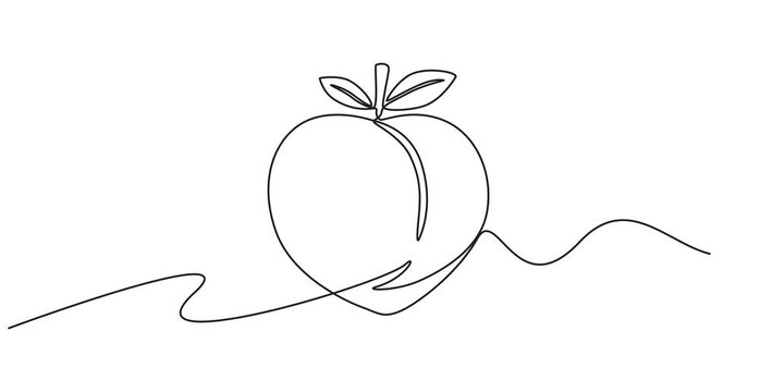 Animated self drawing of single continuous line draw whole healthy organic peach for orchard logo identity. Fresh fruitage concept for fruit garden icon. Full length one line animation illustration.