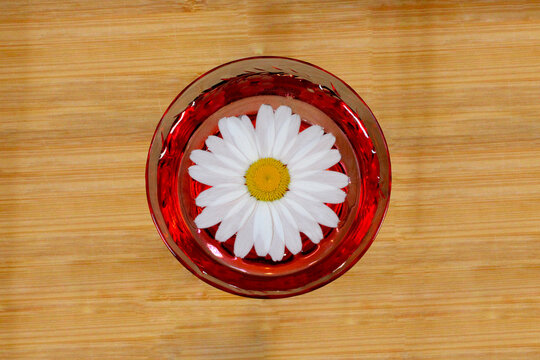 Daisy Drink Mandala