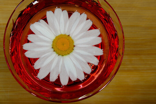 Daisy Drink on Wood 11