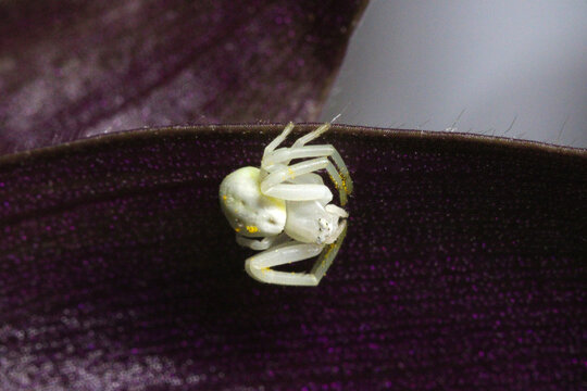 Crab Spider on Purple 01