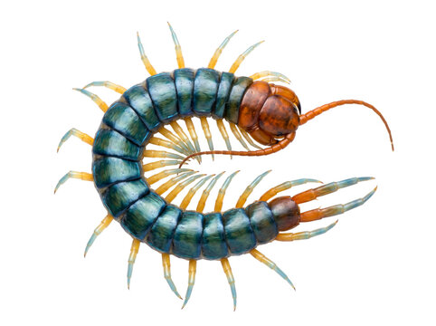 Giant Blue and Orange Centipede Curled into a Spiral Shape