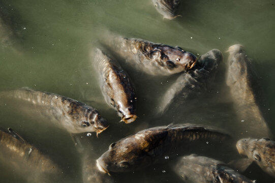 acu&aacute;tico, peces, naturaleza, lago, carpa