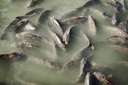 acu&aacute;tico, peces, naturaleza, lago, carpa