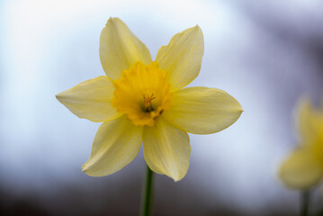 Obraz premium Close-up of Yellow Daffodil