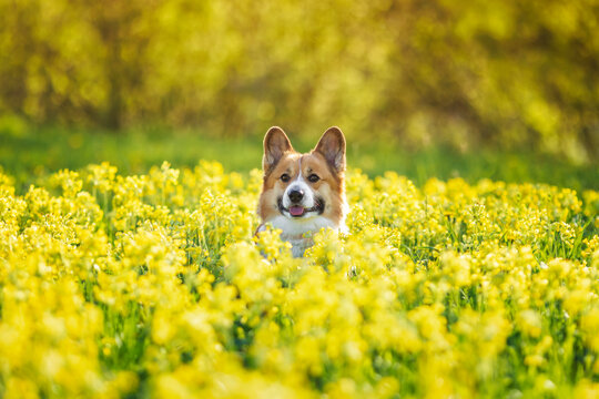 cute red corgi dog runs across a yellow flowering meadow on a sunny summer day