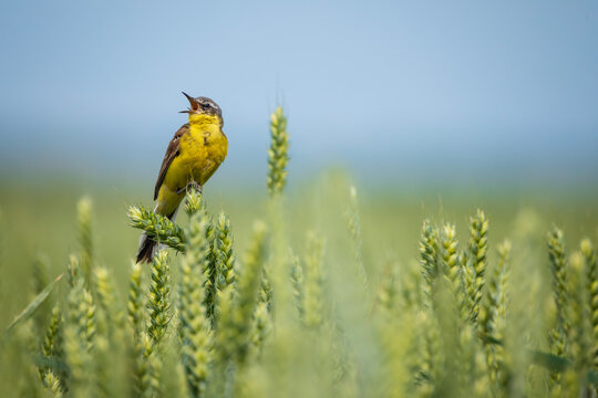 bird male yellow-headed wagtail sitting on a field with ears of corn and singing