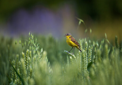 A male Citrine Wagtail bird sits in a field on a sunny summer day and sings