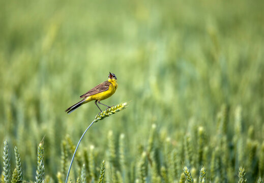 A male Citrine Wagtail bird sits on a field with ears of corn on a sunny summer day and sings