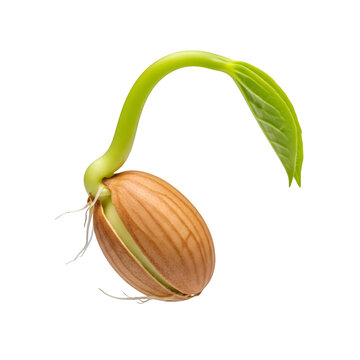 Sprouting almond seed with green leaf isolated on transparent background.