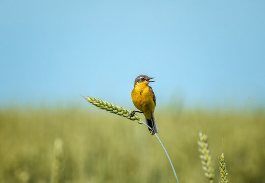 Male Citrine Wagtail bird sitting on a field with ears of corn on a sunny summer day